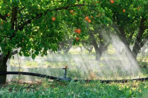 France, Drome (26), La Roche de Glun, irrigation des abricotiers