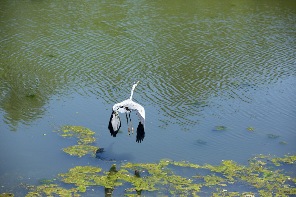 France, Drome (26), Saulce sur Rhone, ruisseau de l'Olagnier, heron