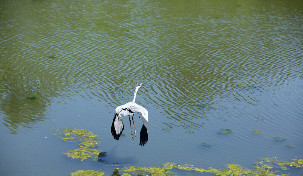 France, Drome (26), Saulce sur Rhone, ruisseau de l'Olagnier, heron