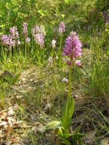 Orchis militaire