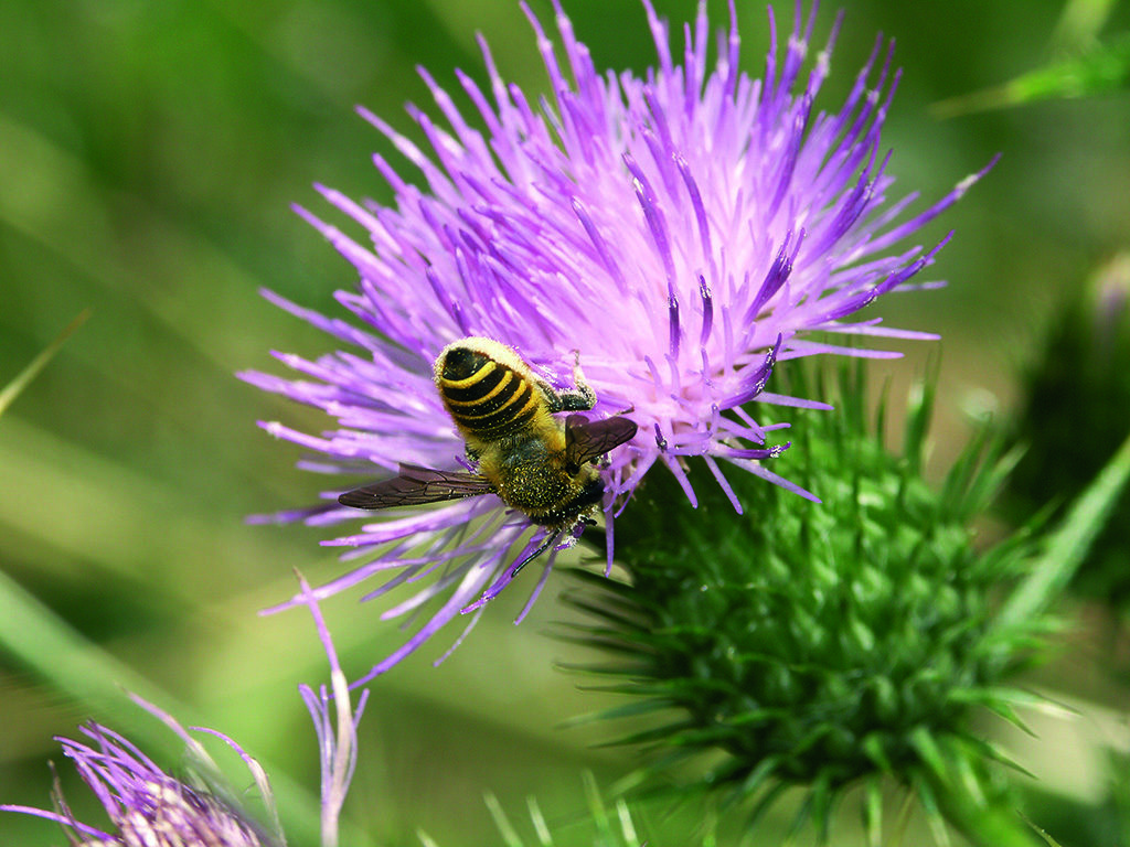 ABEILLE-CHARDON-1024x768