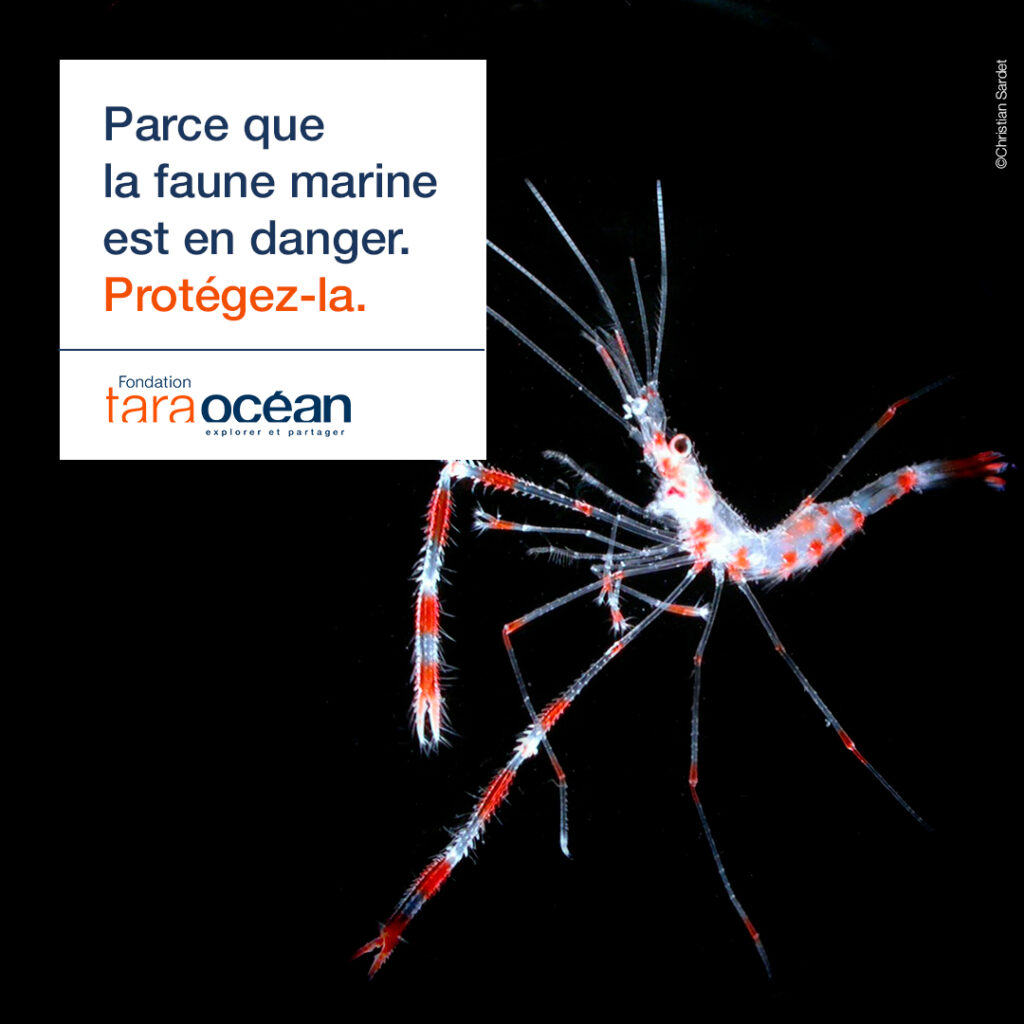 FTO_Campagne_pub_DON_marine1