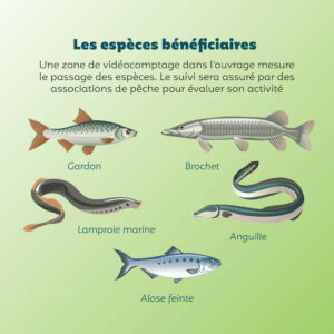 INFOGRAPHIE POISSONS