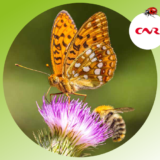 insectes_pollinisateurs
