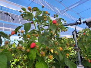 Framb_PV_fruits
